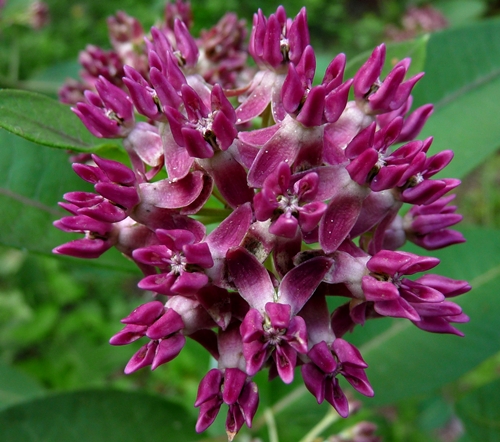 {Asclepias purpurascens}